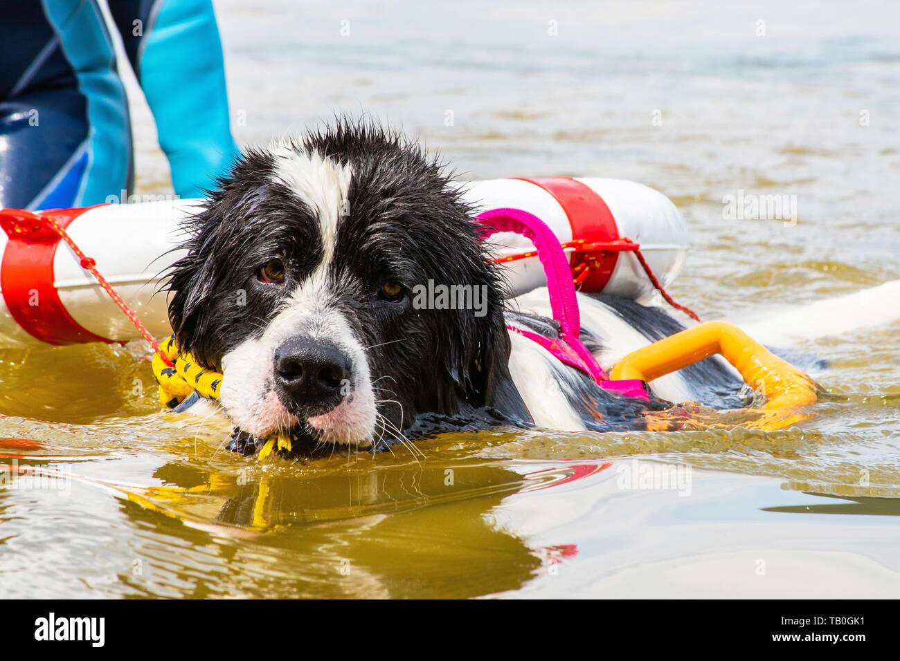 Landseer ist als Wasser Rescue Dog geschult Stockfoto