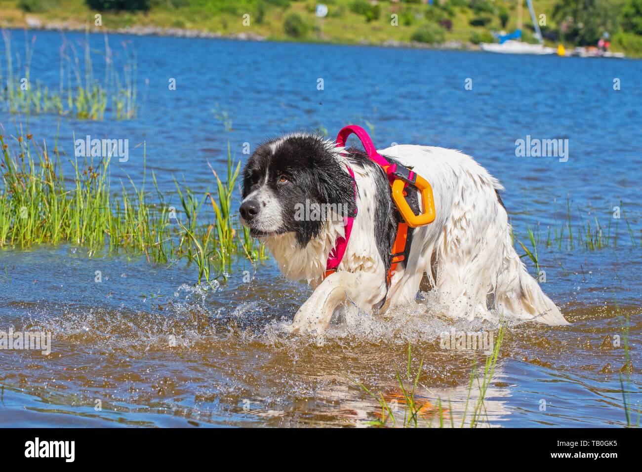 Landseer ist als Wasser Rescue Dog geschult Stockfoto