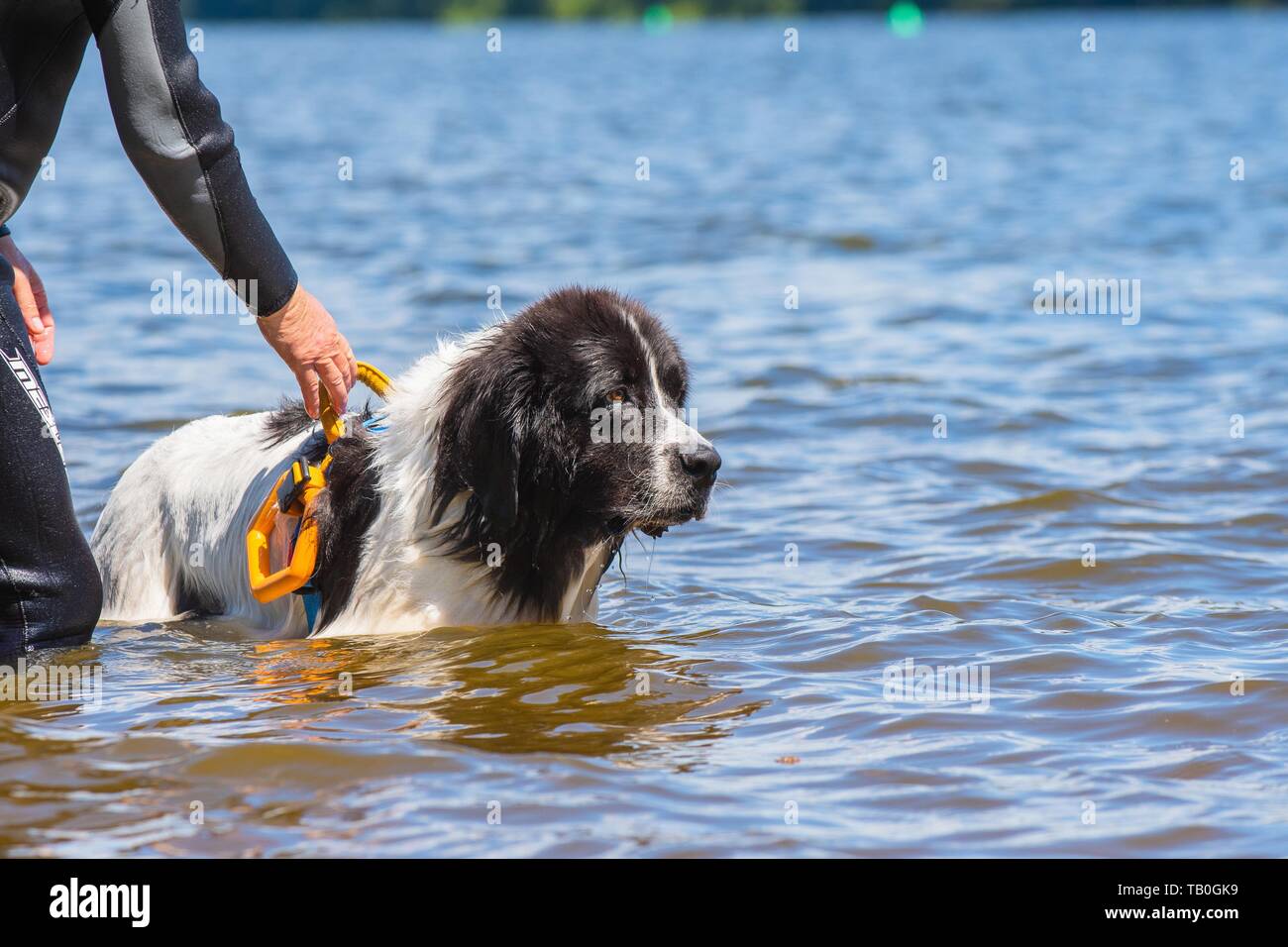 Landseer ist als Wasser Rescue Dog geschult Stockfoto