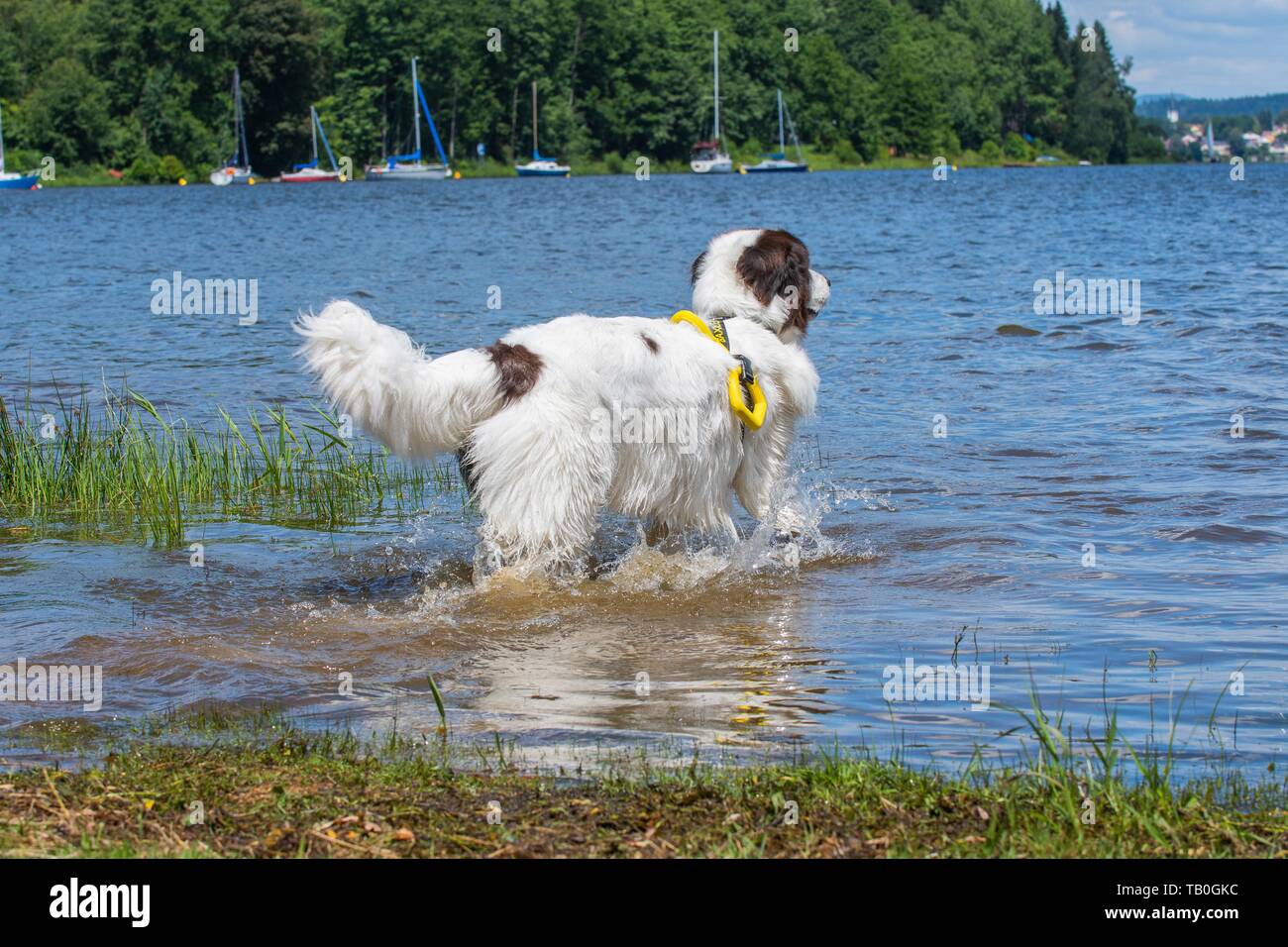 Landseer ist als Wasser Rescue Dog geschult Stockfoto