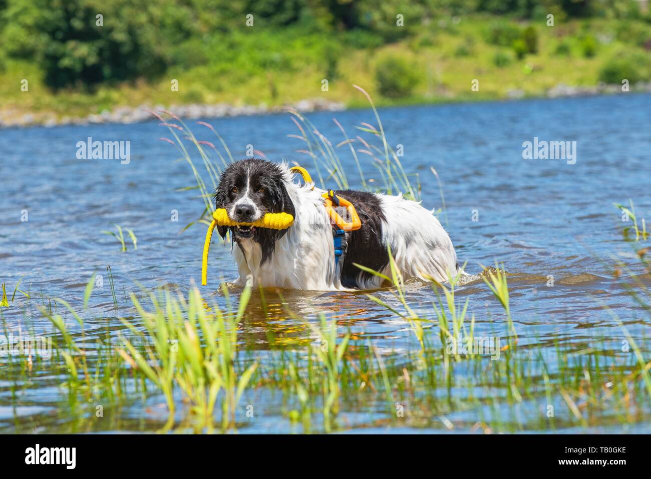 Landseer ist als Wasser Rescue Dog geschult Stockfoto