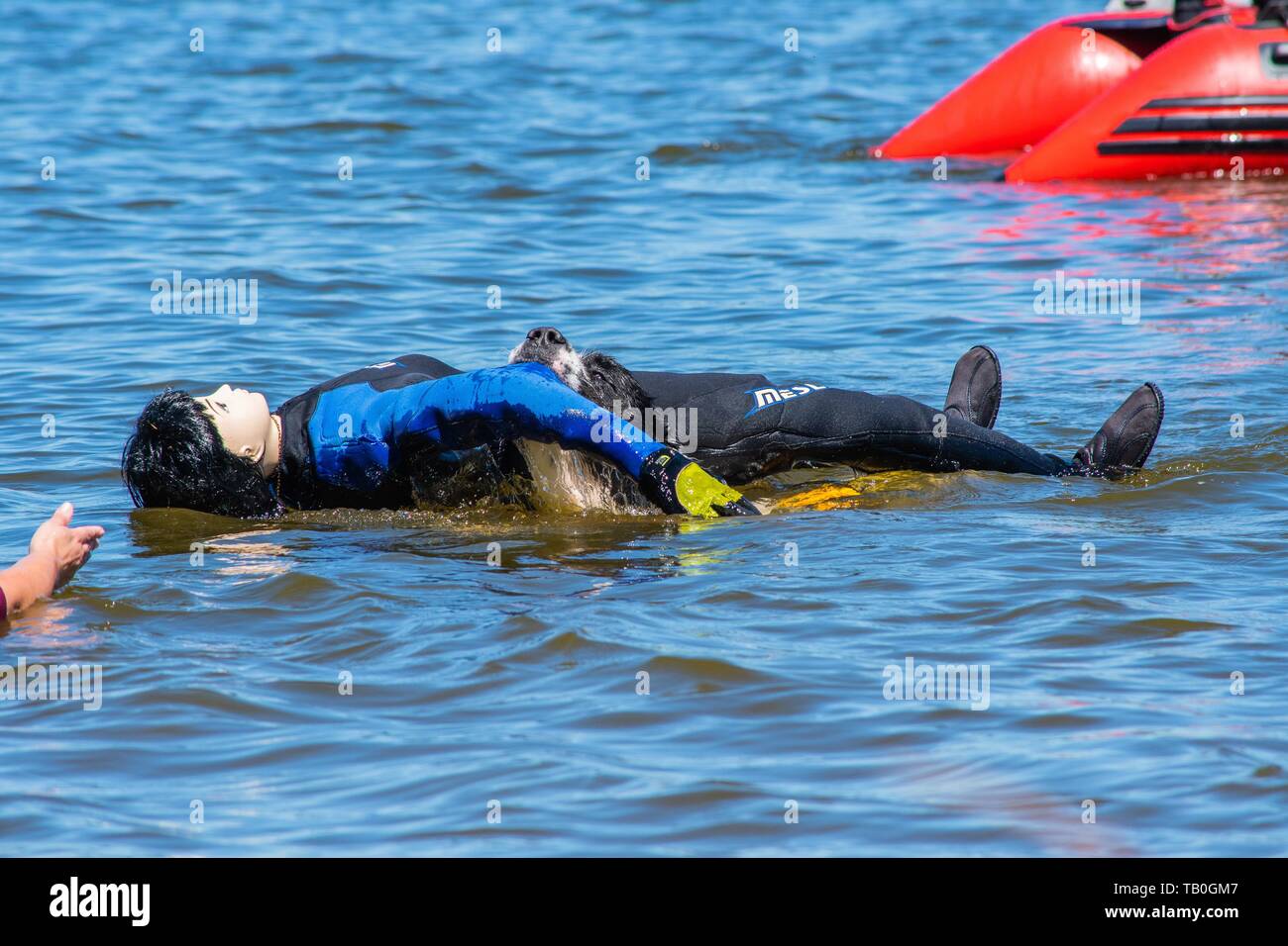 Landseer ist als Wasser Rescue Dog geschult Stockfoto