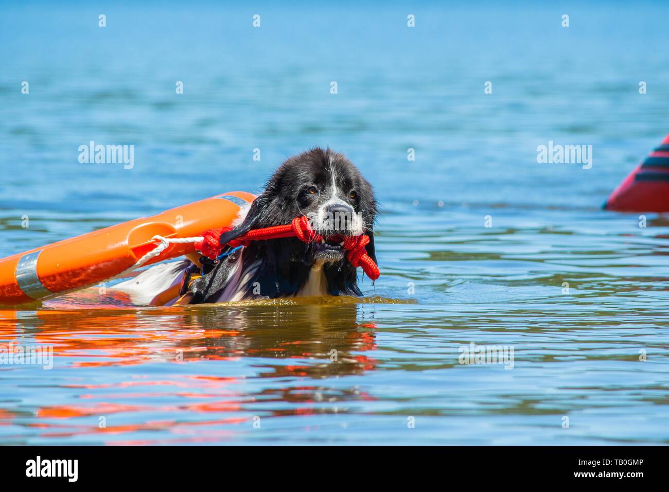 Landseer ist als Wasser Rescue Dog geschult Stockfoto