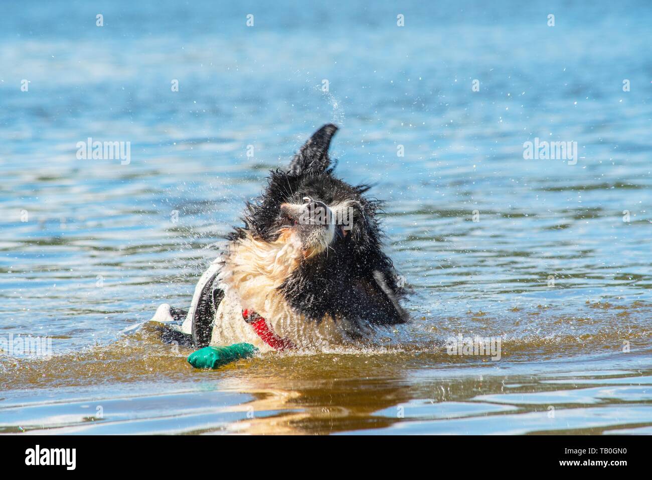 Landseer ist als Wasser Rescue Dog geschult Stockfoto