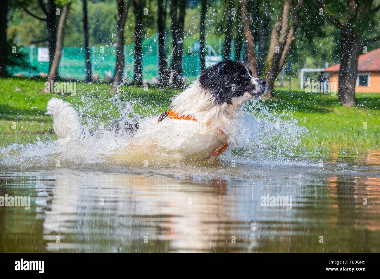 Landseer ist als Wasser Rescue Dog geschult Stockfoto