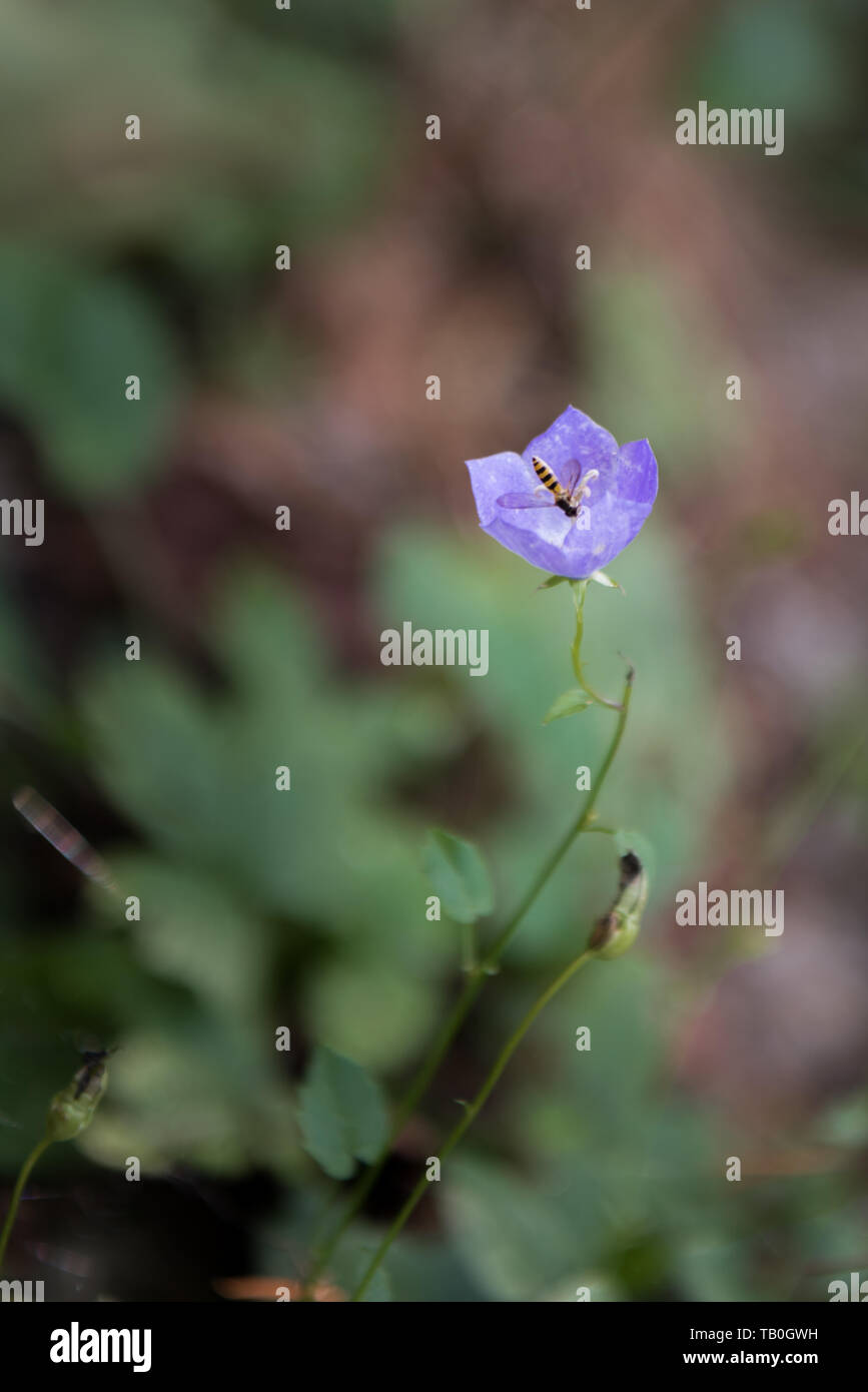 Gemeinsame lila violett in Wald mit Flying bee Stockfoto