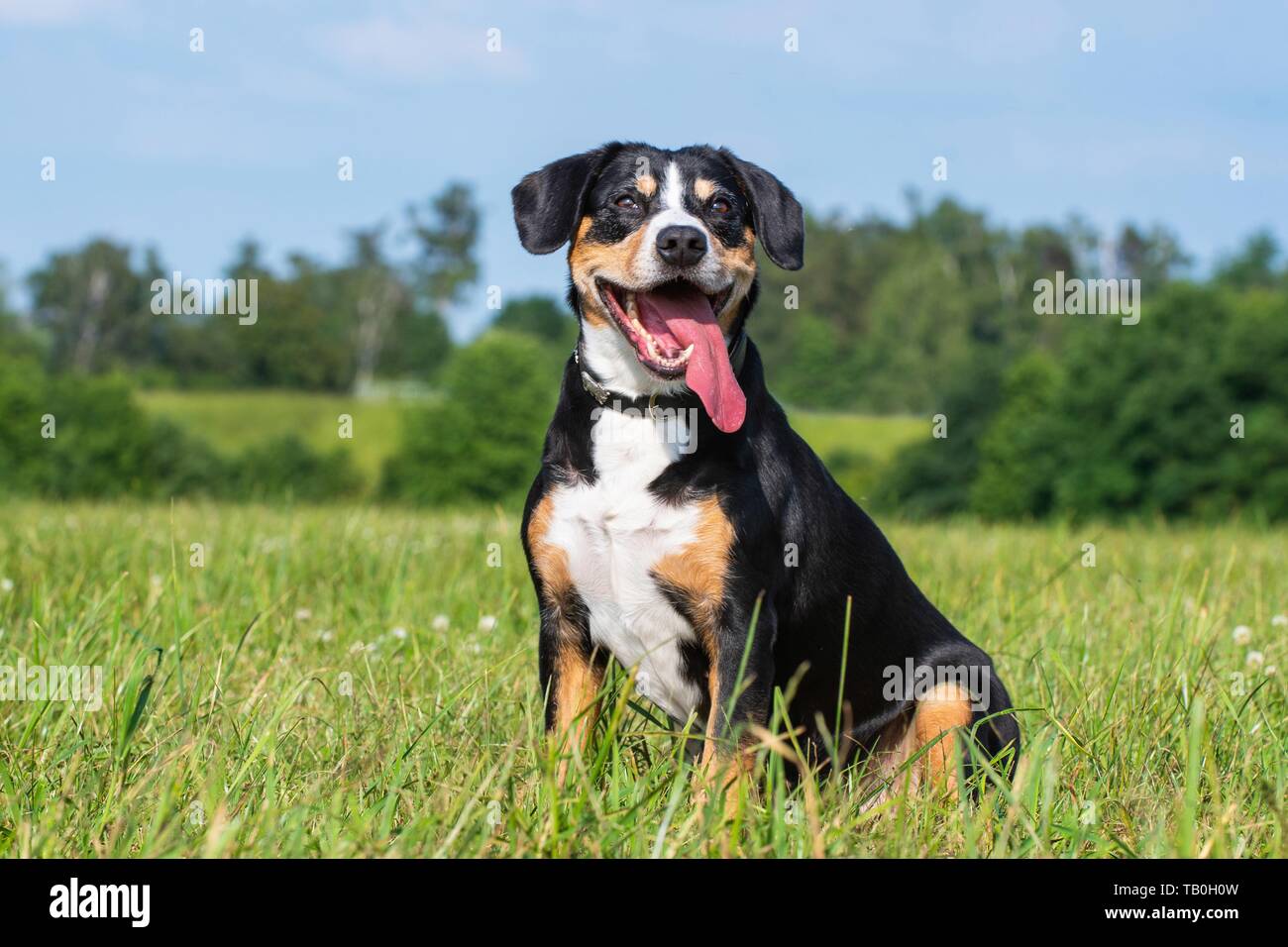 Entlebucher Sennenhund sitzend Stockfoto