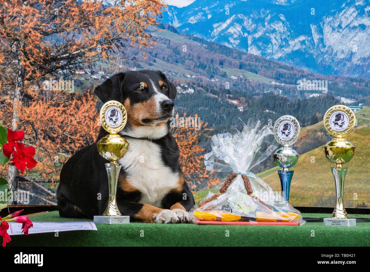 Appenzeller Sennenhund mit Cups Stockfoto