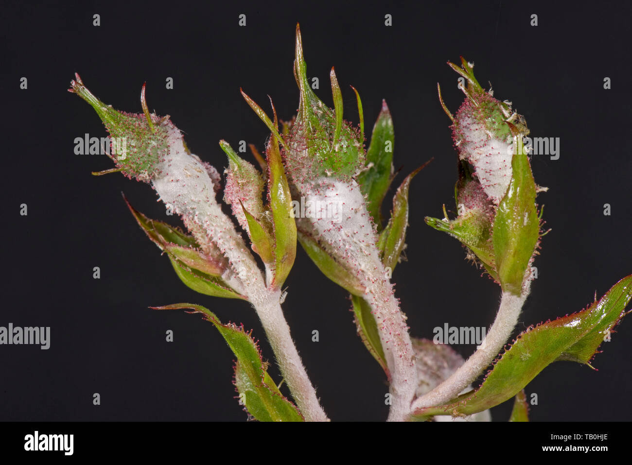 Mehltau, Podosphaera pannosa, pilzerkrankung auf rose Knospen, Rosa' amerikanischen Säule', Berkshire, Mai Stockfoto