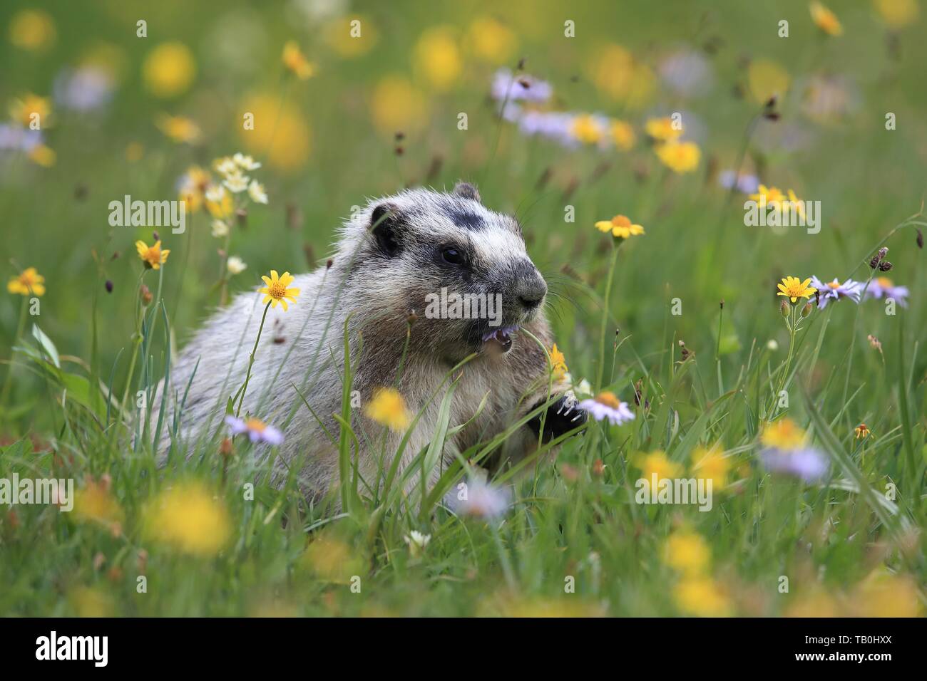 hoary marmot Stockfoto