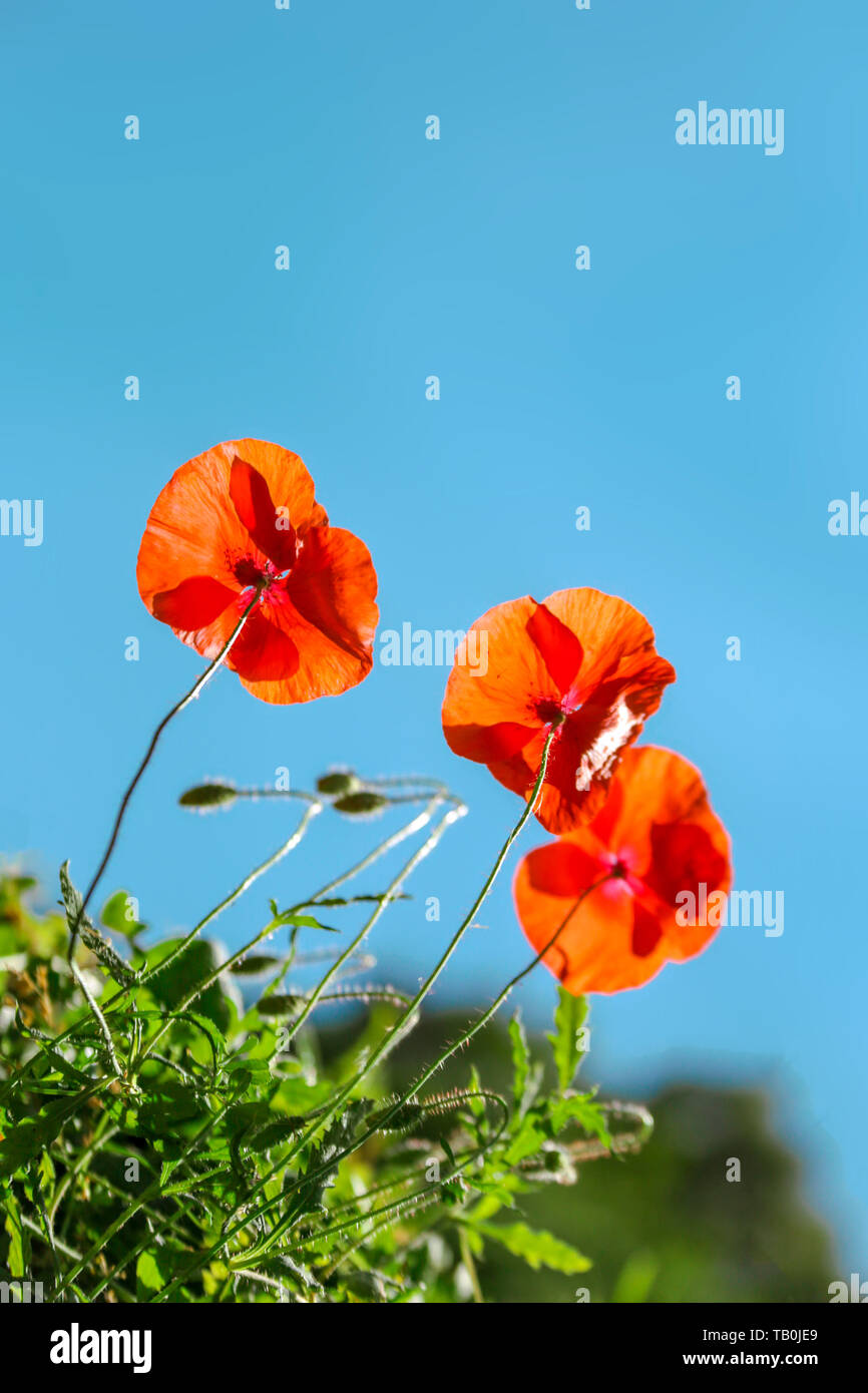 Mohn Blumen Feld Natur Frühling Hintergrund. Blühender Mohn über blauen Himmel auf Wind. Ländliche Landschaft mit roten Wildblumen. Stockfoto