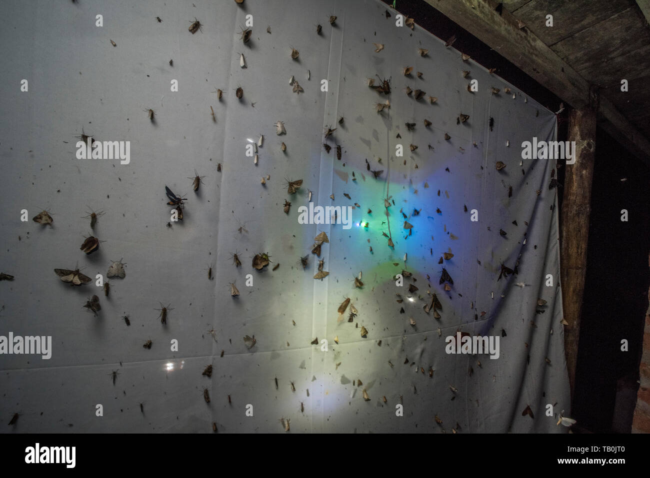 Vermessung motte Biodiversität durch die Verwendung einer UV-Lampe Motten zu einem Blatt in der Nacht im ecuadorianischen Regenwald gewinnen. Wichtig wie Insekten rückläufig sind. Stockfoto