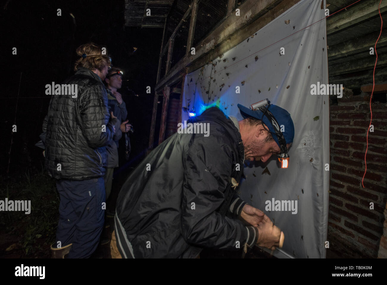Vermessung motte Biodiversität durch die Verwendung einer UV-Lampe Motten zu einem Blatt in der Nacht im ecuadorianischen Regenwald gewinnen. Wichtig wie Insekten rückläufig sind. Stockfoto