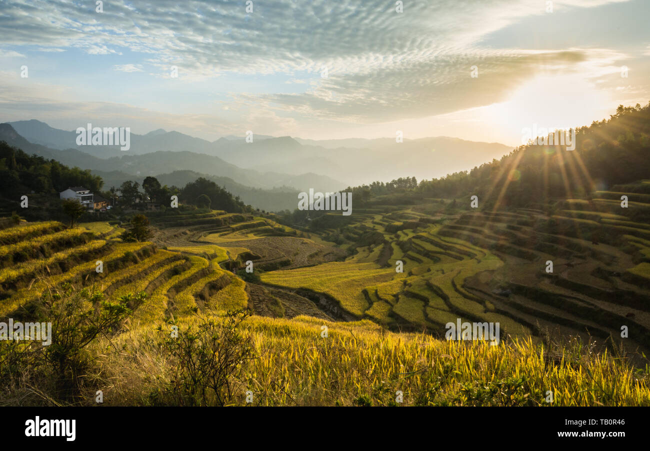 Schöne Landschaft von Reis mit Terrasse in China Stockfoto
