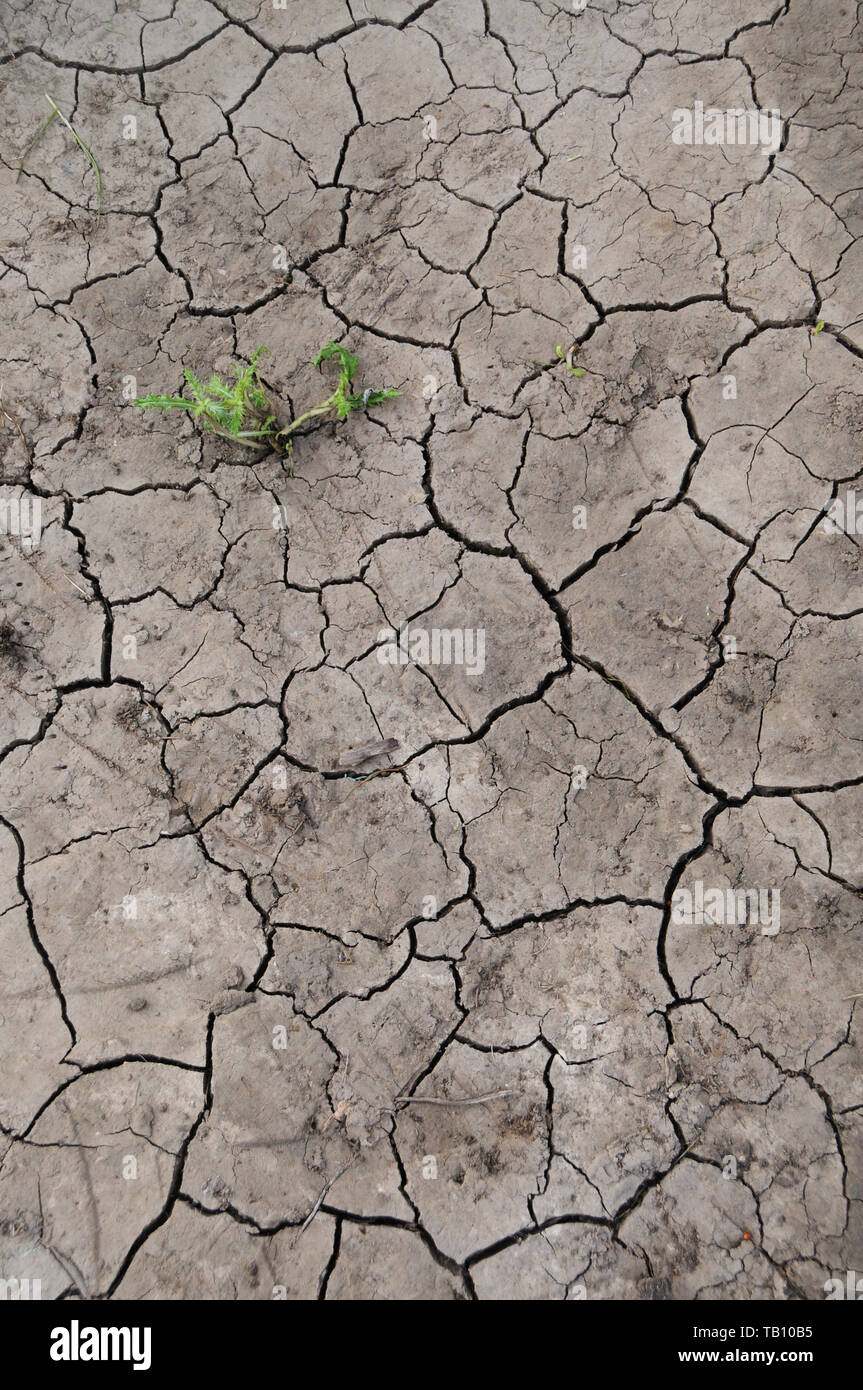 Dürre dürre trockene Rissige Erde Erde Klimawandel. Stockfoto
