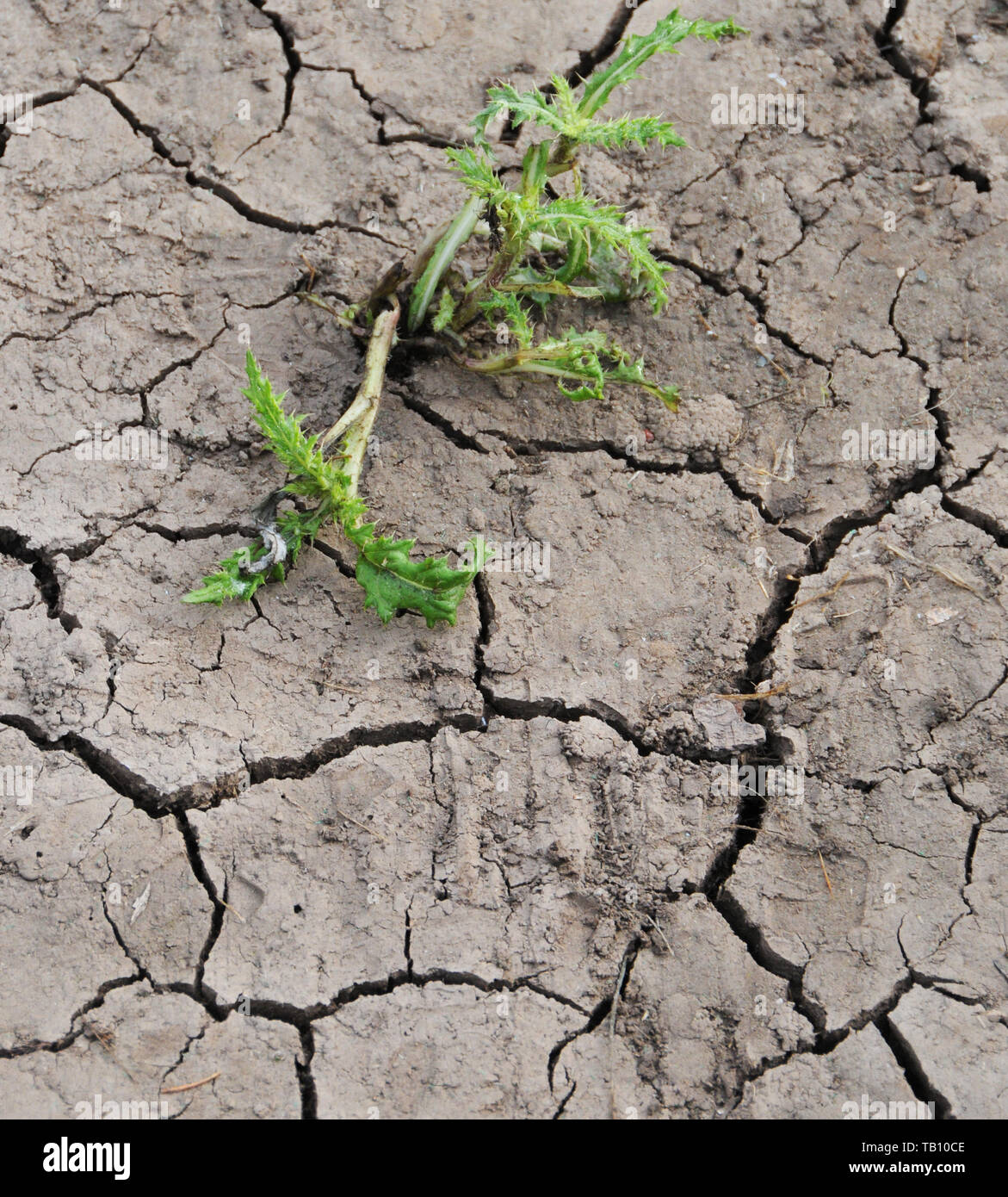 Dürre dürre trockene Rissige Erde Erde Klimawandel. Stockfoto