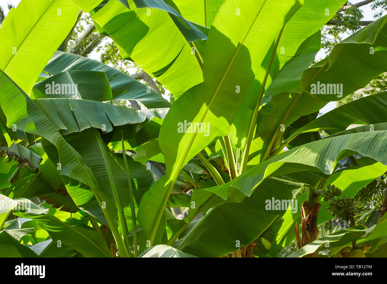 Bananenstaude, frische grüne Blätter Textur Hintergrund im Sonnenlicht Stockfoto