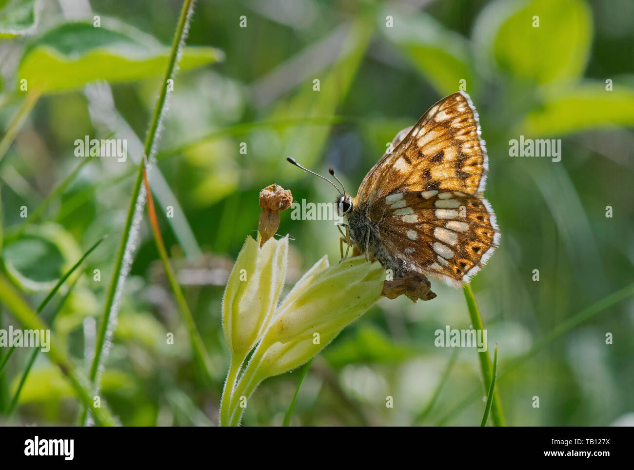 Duke of Burgundy Fritillary - Hamearis lucina Schmetterling Feeds auf Cowslip-Primula veris. Stockfoto