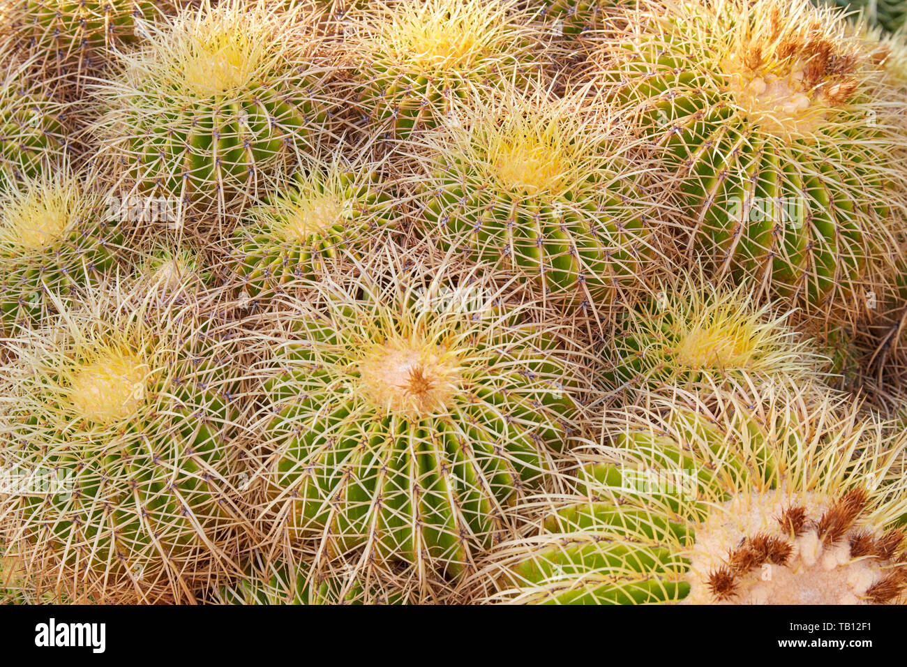Echinacactus Mexiko, sukkulenten Pflanzen mit gelben Dornen Textur Hintergrund Stockfoto