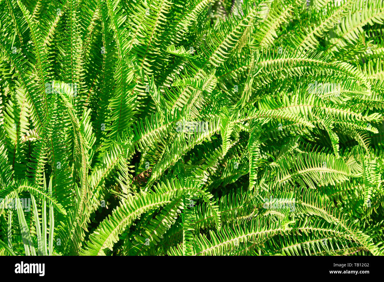 Grünen Farnblätter Textur Hintergrund im Sonnenlicht Stockfoto