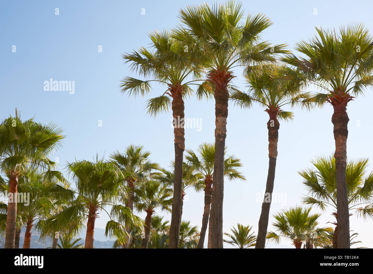 Palmen und klaren Himmel an einem sonnigen Sommertag Stockfoto