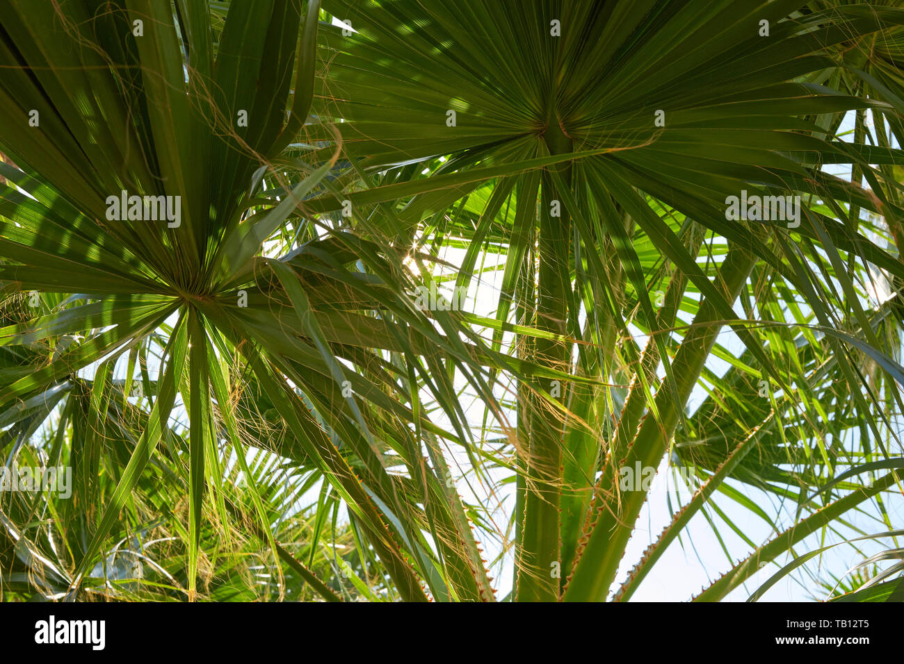 Palm Tree Blätter Hintergrund in einem sonnigen Sommertag Stockfoto