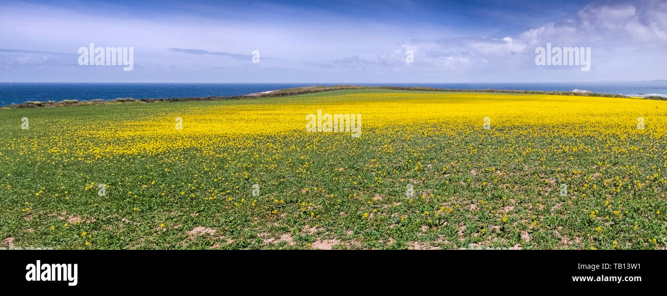 Ein Panorama des wilden Senf Sinapis arvensis in einem großen Feld auf westlichen Pentire in Newquay in Cornwall. Stockfoto