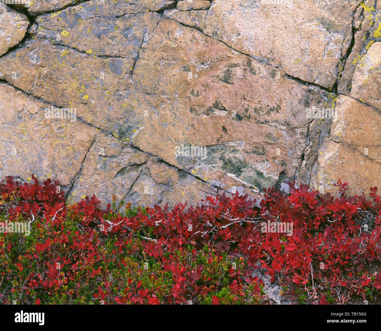 USA, Washington, Okanogan-Wenatchee National Forest, Fallen - farbige Huckleberry und granodiorit Rock in der Nähe von Maple Pass; Liberty Bell unwegsames Gebiet. Stockfoto