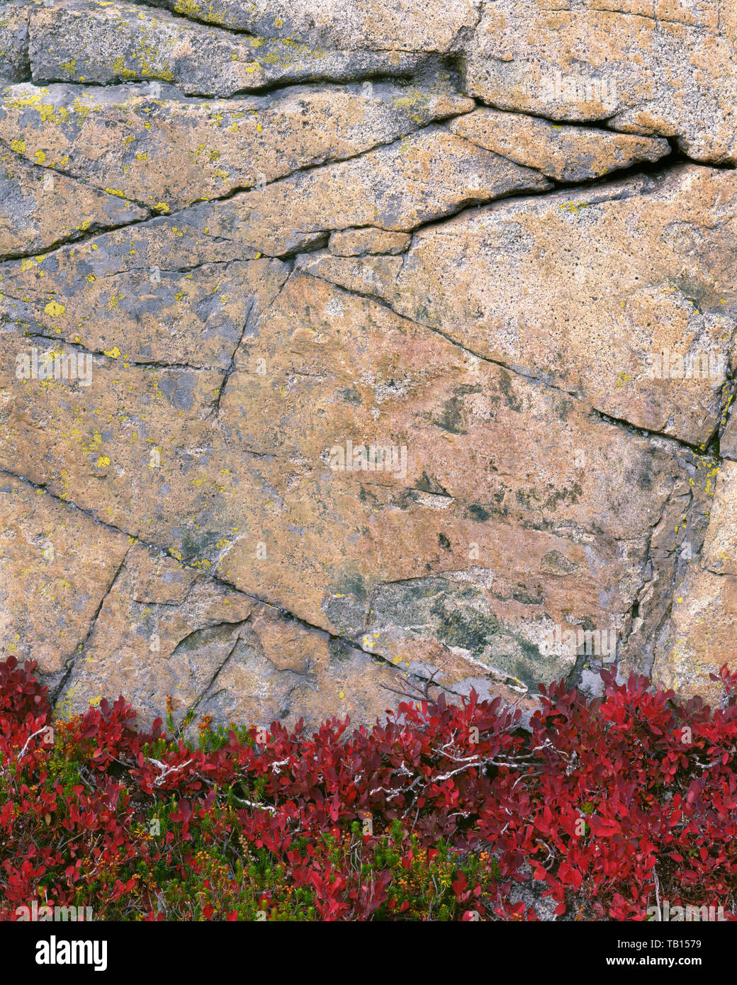 USA, Washington, Okanogan-Wenatchee National Forest, Fallen - farbige Huckleberry und granodiorit Rock in der Nähe von Maple Pass; Liberty Bell unwegsames Gebiet. Stockfoto