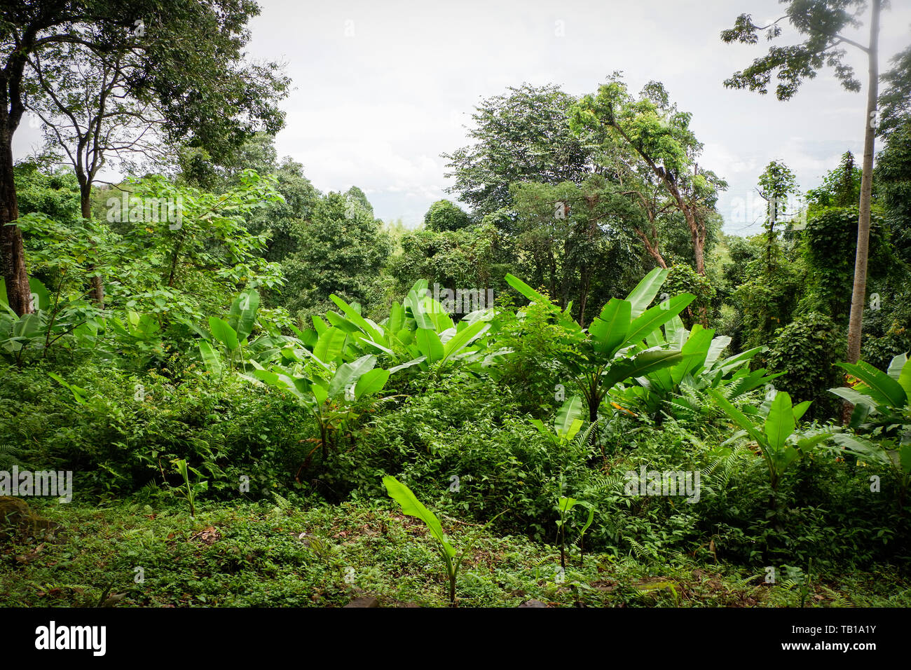 Jungle tropische Pflanze mit Bush der Bananenstaude und grüne Blätter im Regenwald Stockfoto