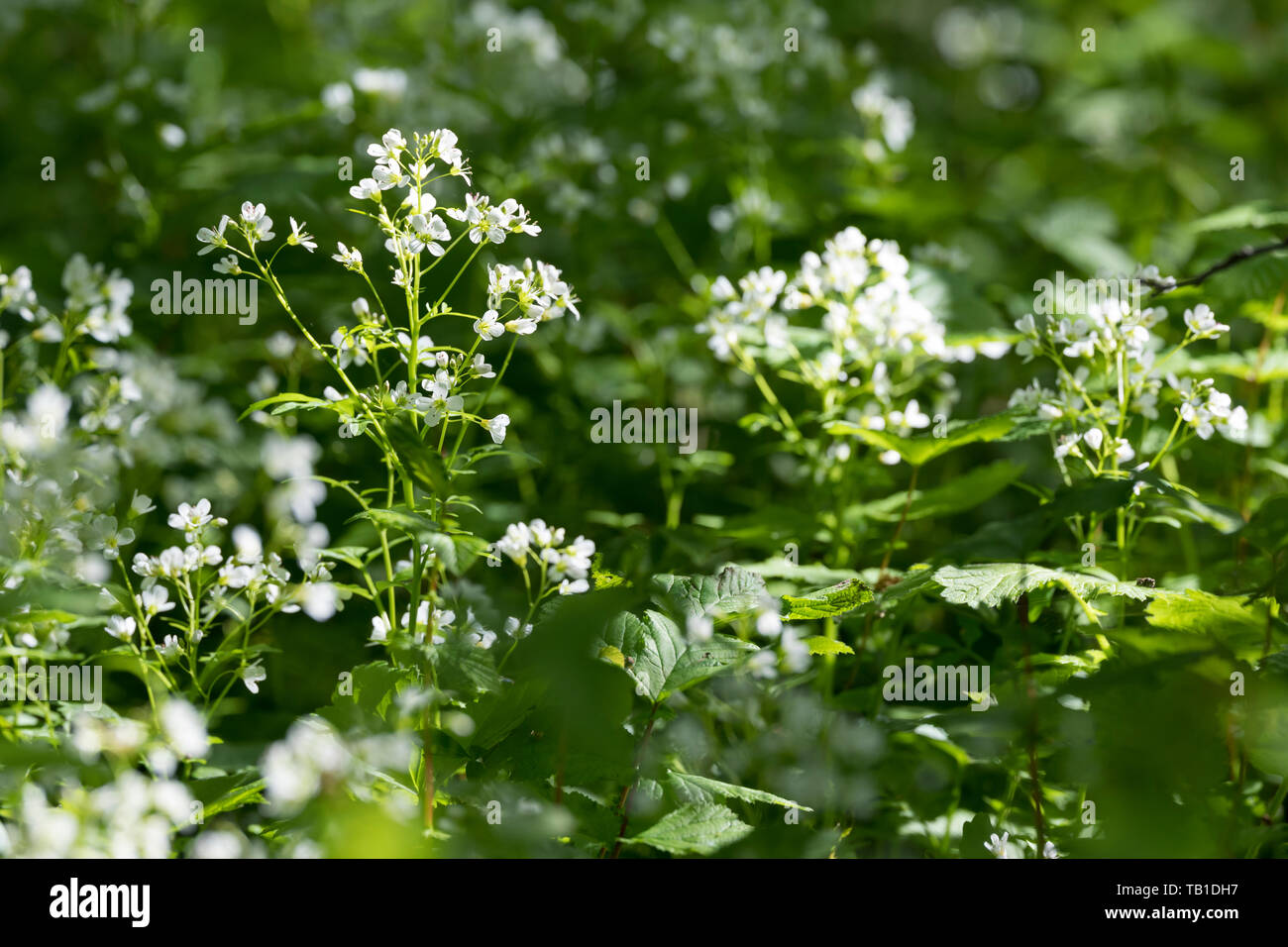 Bitteres Schaumkraut, Bitter-Schaumkraut, Falsche Brunnenkresse, bittere Schaumkraut, Bitterkresse, Wildkresse, Kressen-Schaumkraut, Cardamine Amara, L Stockfoto