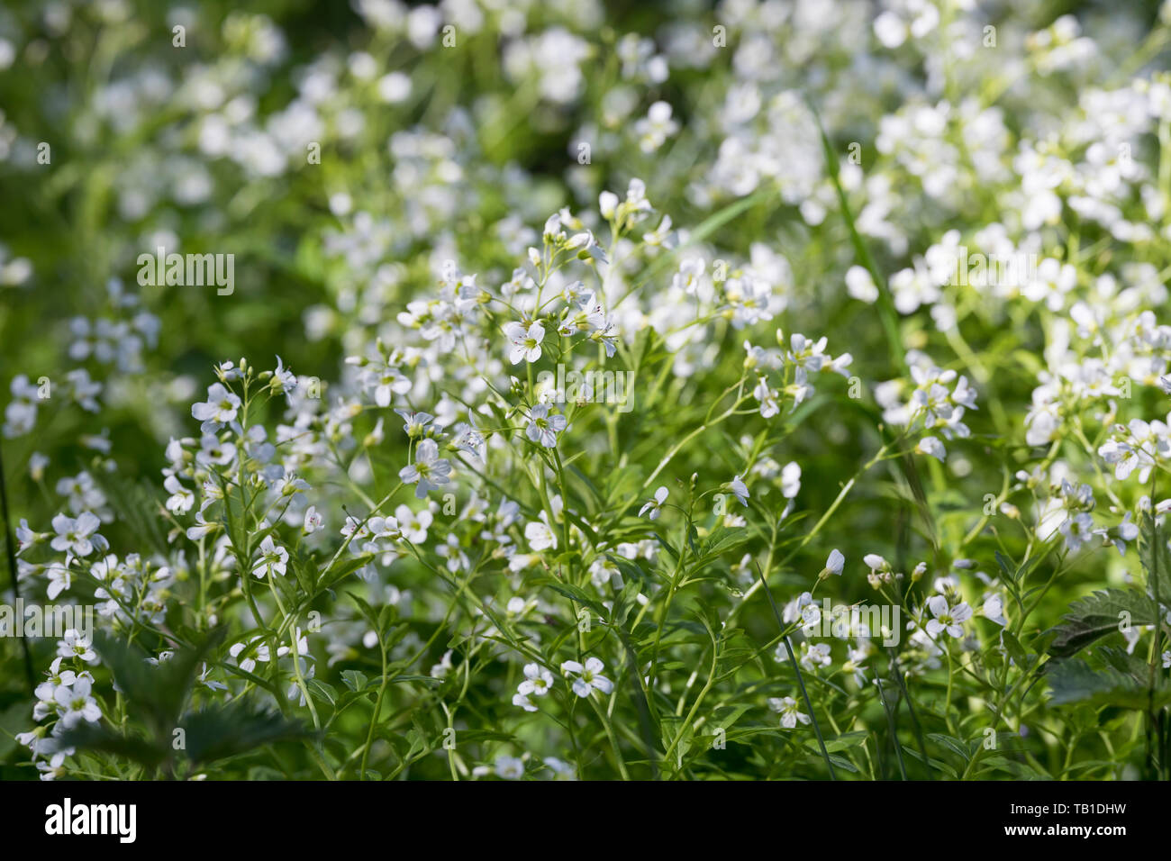 Bitteres Schaumkraut, Bitter-Schaumkraut, Falsche Brunnenkresse, bittere Schaumkraut, Bitterkresse, Wildkresse, Kressen-Schaumkraut, Cardamine Amara, L Stockfoto