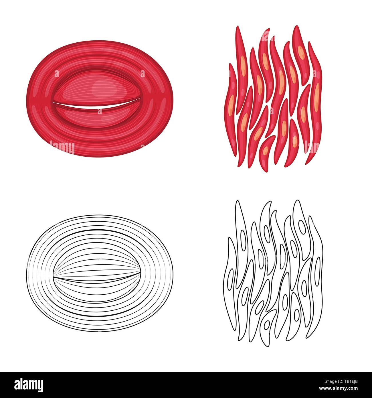 Vector Illustration der Faser und muskulös Symbol. Satz von Faser- und Körper vektor Illustration. Stock Vektor