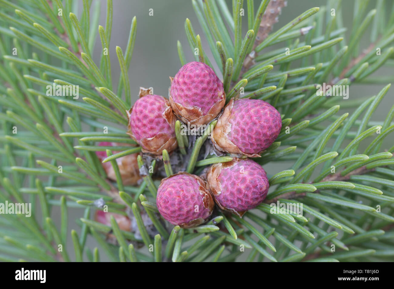 Frisch Zapfen von Picea abies, Fichten oder Europäische Fichte Stockfoto