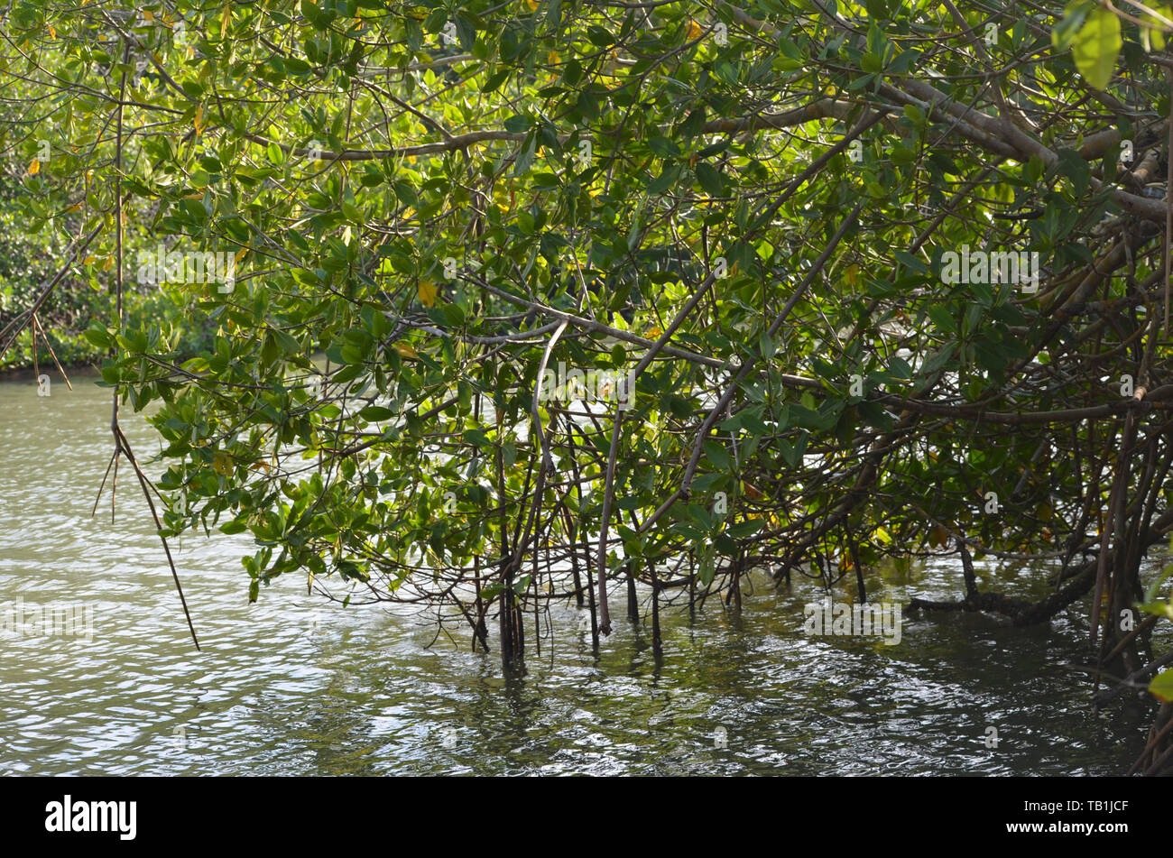 Mangroven in Gibara Bay, südlichen Kuba Stockfoto