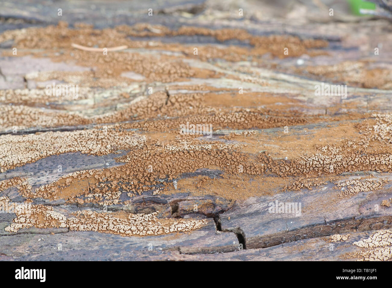 Merismodes anomala, eine kleine Schale geformte cyphelloid Pilz, Formen verpackt Wucherungen mit winzigen Obst stellen Stockfoto