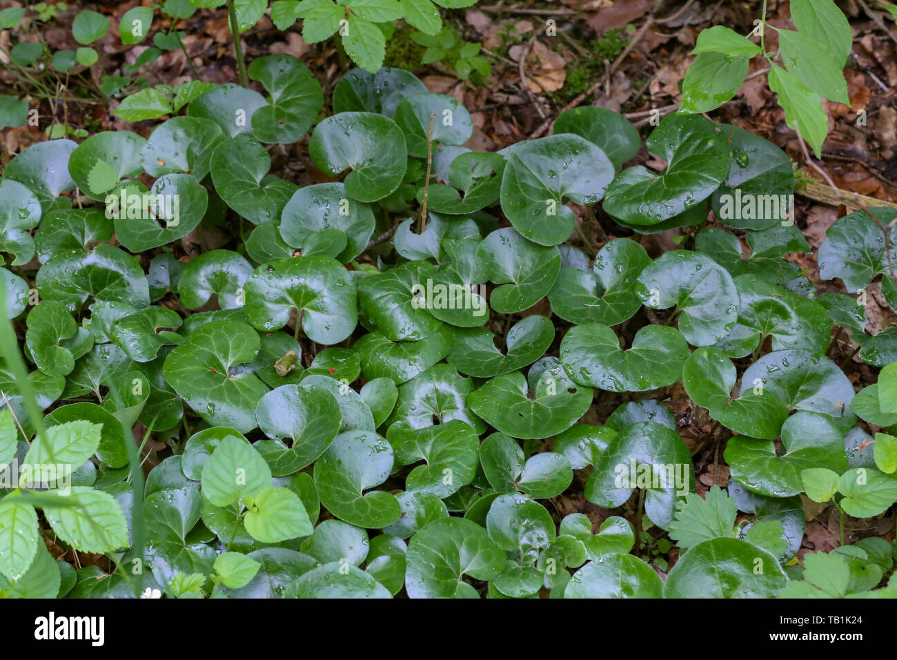 Grüne Pflanzen, die unter den Bäumen des Waldes. Stockfoto