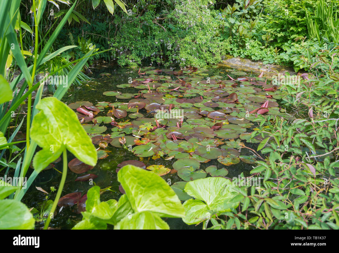 Seerosen (Nymphaeaceae, Lily Pads, Seerosen, Lilypads) in Wasser in einem Teich im Frühjahr in Großbritannien. Stockfoto