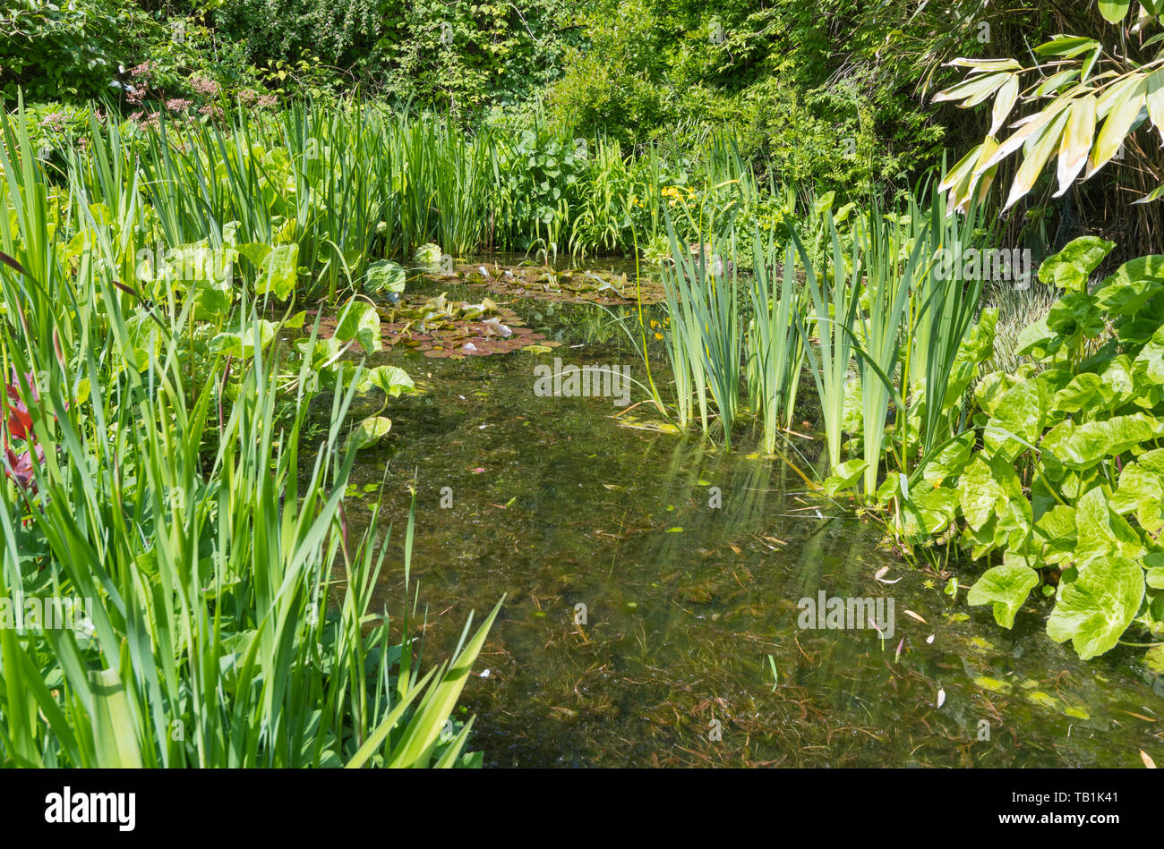 Long grass garden Fotos und Bildmaterial in hoher Auflösung Alamy