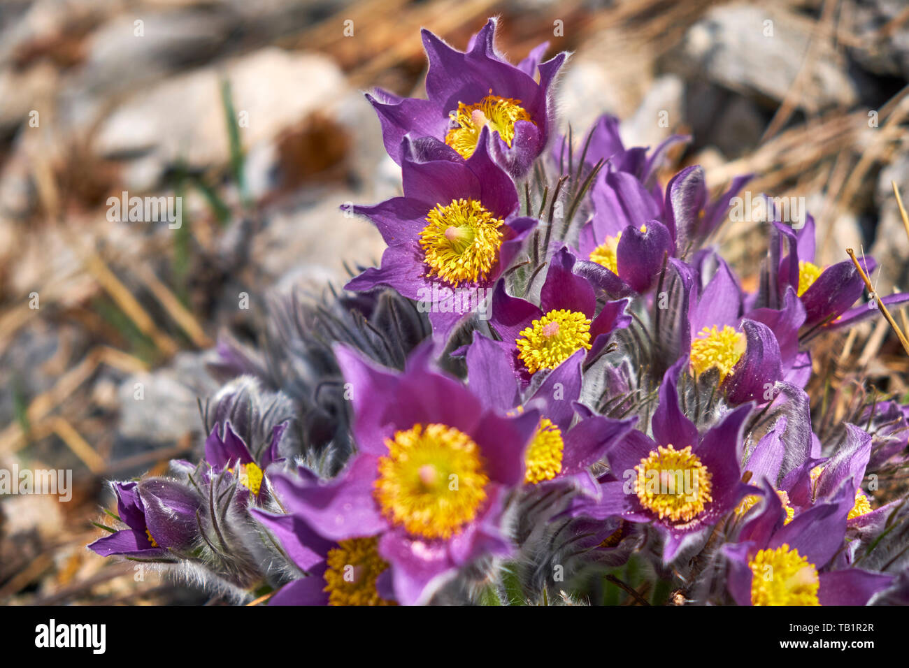 Lila Schneeglöckchen wachsen auf den Berg. Blumen im roten Buch ￼aufgeführt Stockfoto