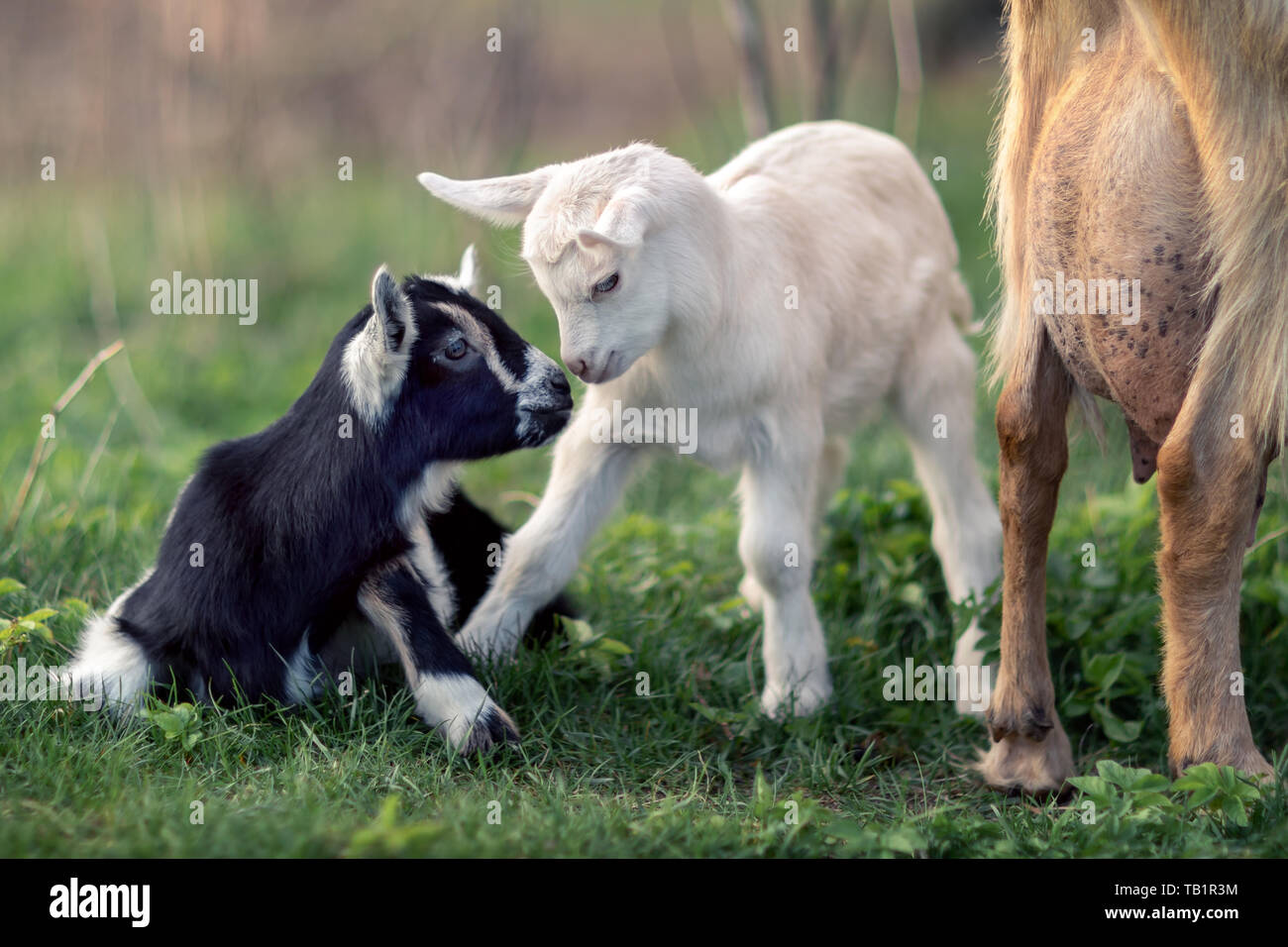 Zwei schwarze und weiße kleine junge goatlings Begleitung Stockfoto