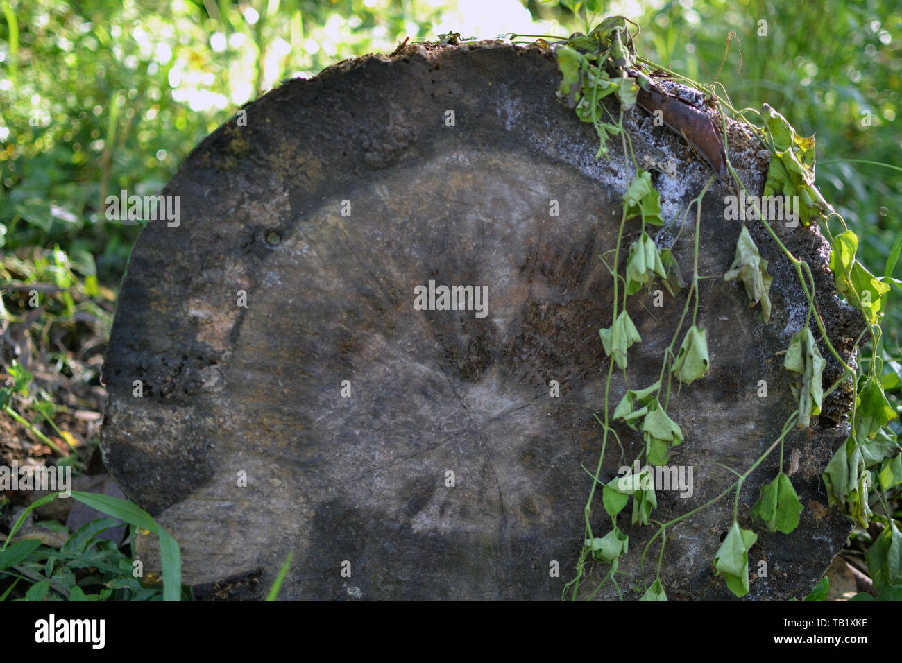 Cut Baumstamm auf den Boden Stockfoto