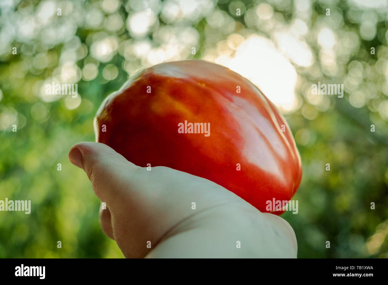 Hand mit großem Organic Tomate mit Sonnenlicht Bokeh im Hintergrund Stockfoto