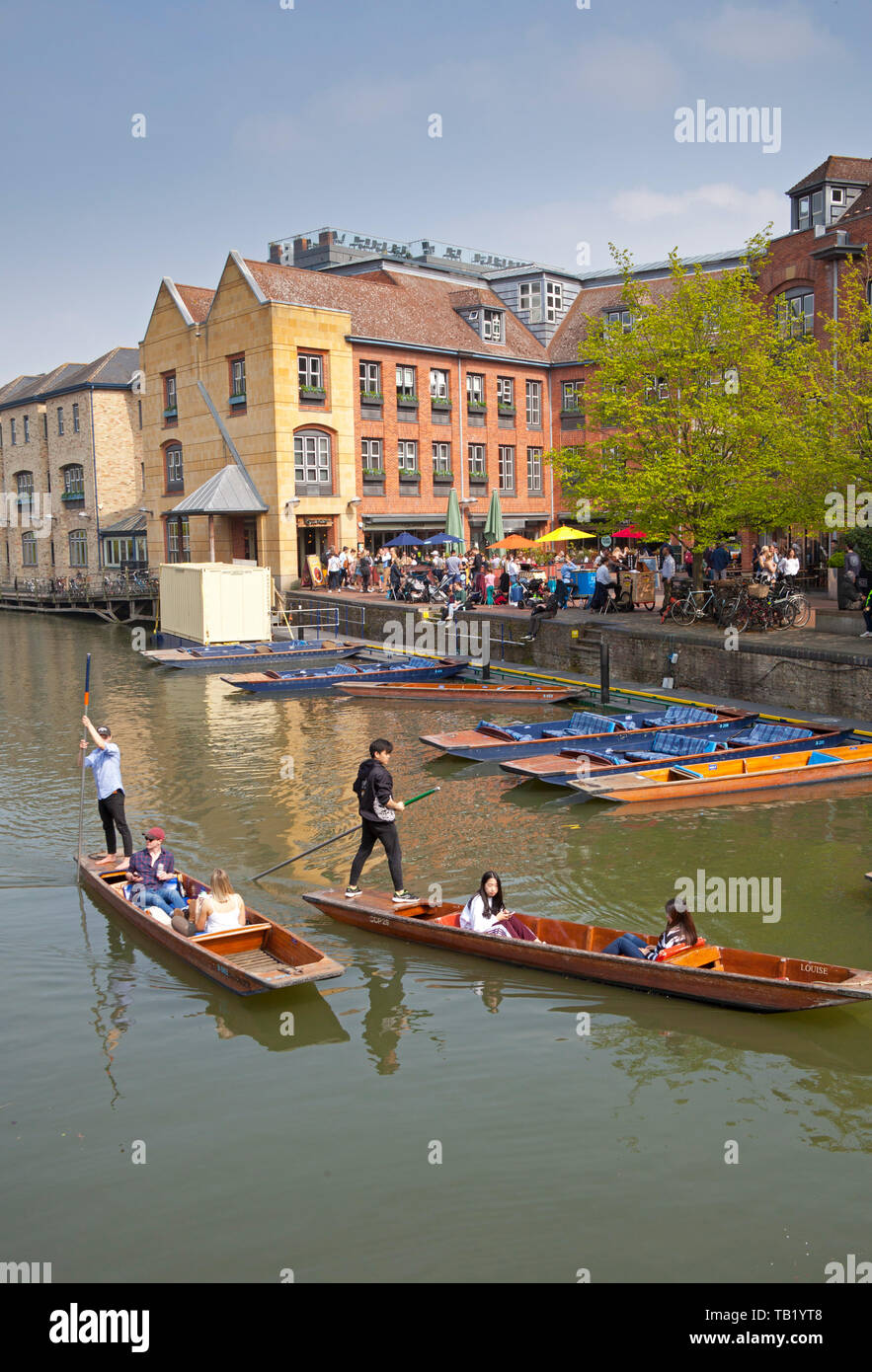 Punting auf dem Fluss Cam, Cambridge, England, Großbritannien Stockfoto