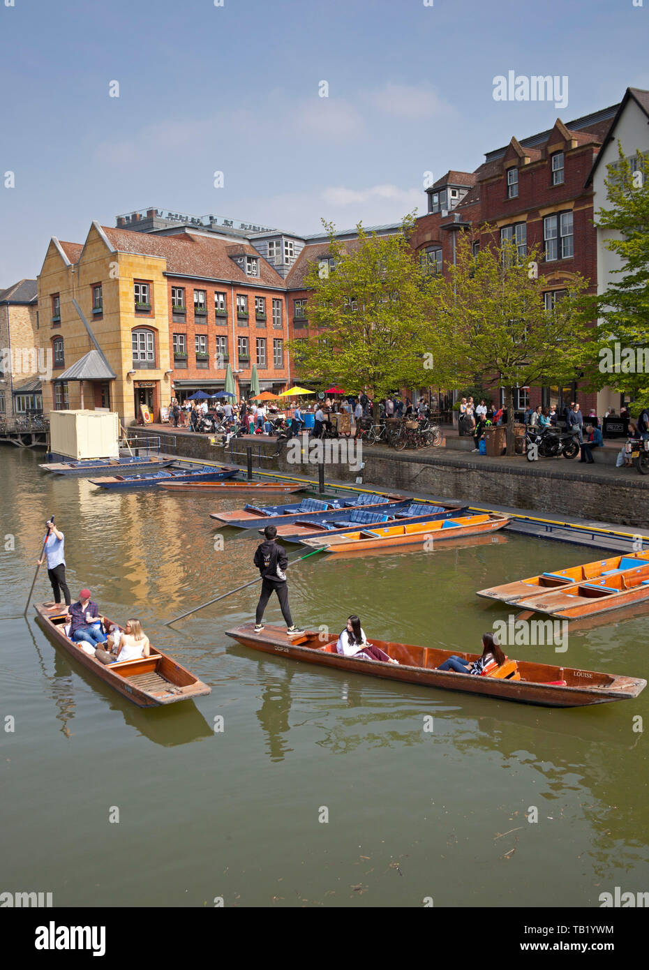 Punting auf dem Fluss Cam, Cambridge, England, Großbritannien Stockfoto