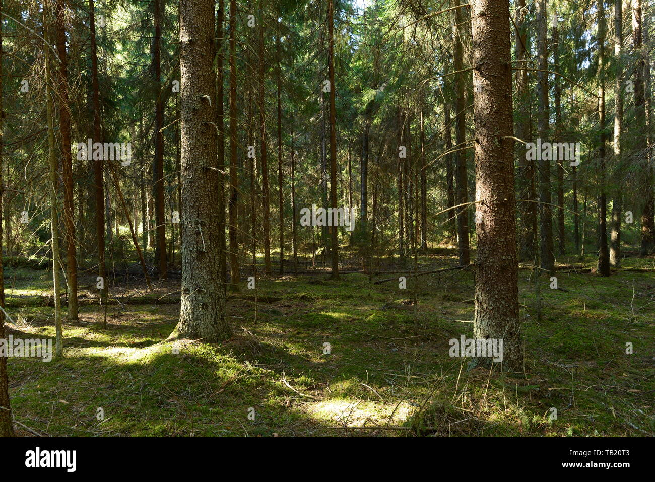 Fichtenwald im Sonnenlicht an einem Frühlingsmorgen auf grünem Moos Stockfoto