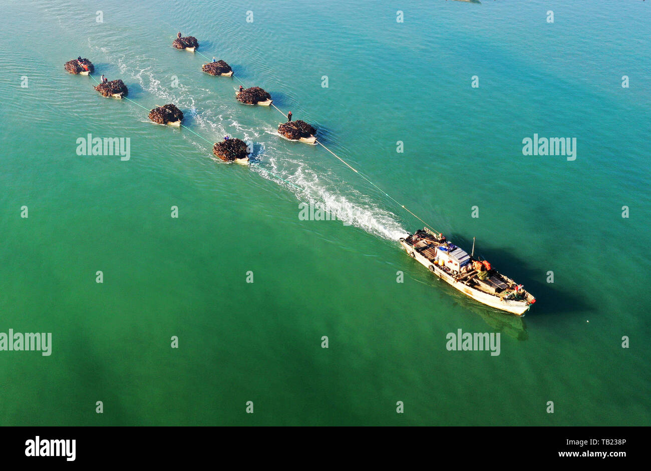 Weihai. 28 Mai, 2019. In diesem Luftbild am 28. Mai 2019 getroffen, geerntet kelps auf dem Weg zu einer nahe gelegenen Hafen in Stadt Rongcheng abgeschleppt werden, der ostchinesischen Provinz Shandong. Credit: Lin Haizhen/Xinhua/Alamy leben Nachrichten Stockfoto