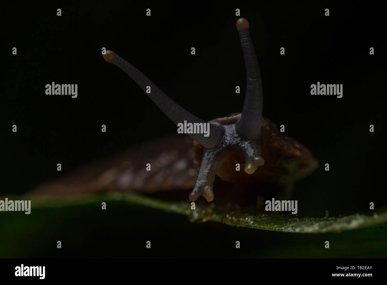 Eine große Lederfarn slug (evtl. Colosius sp) aus der Cloud Wälder von Ecuador. Stockfoto