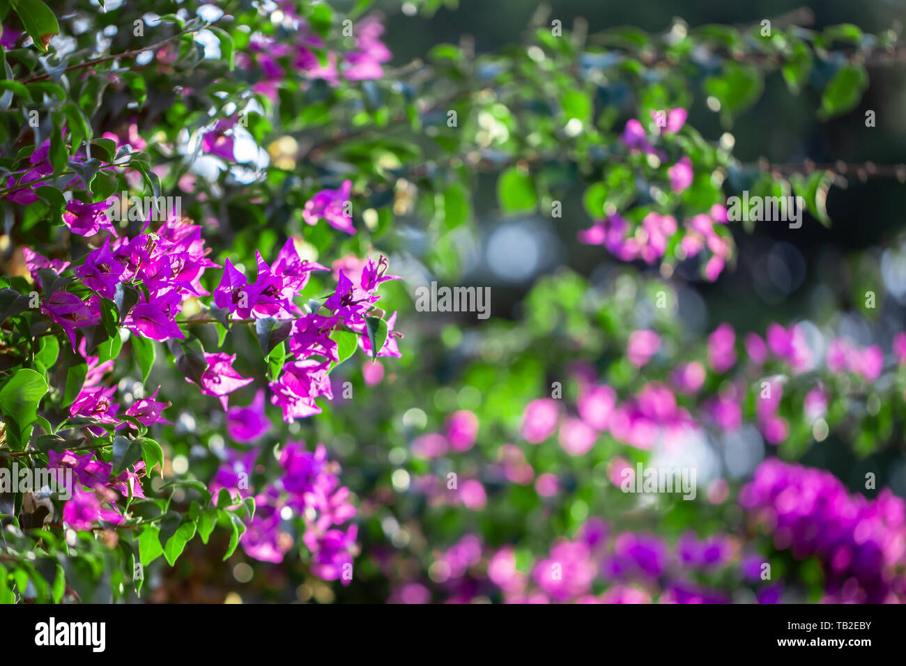 Lila blühenden Bougainvillea, grüne Blätter, Bäume im Hintergrund, Bougainvillea californica wächst als Woody Weinstock. Stockfoto