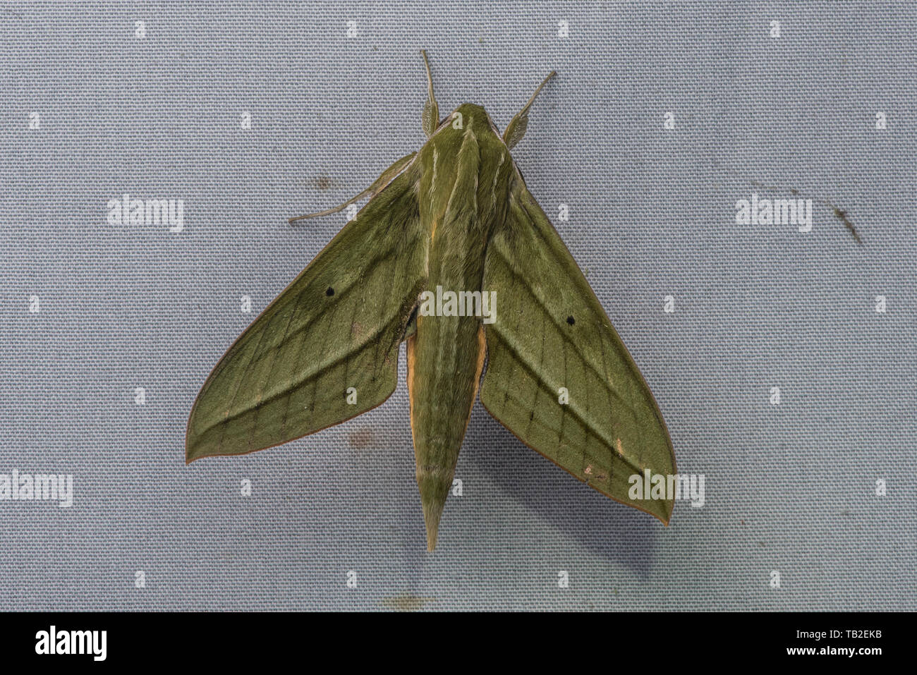 Eine grüne Hawk moth im Xylophanes Gattung von Cloud forest in Ecuador. Stockfoto